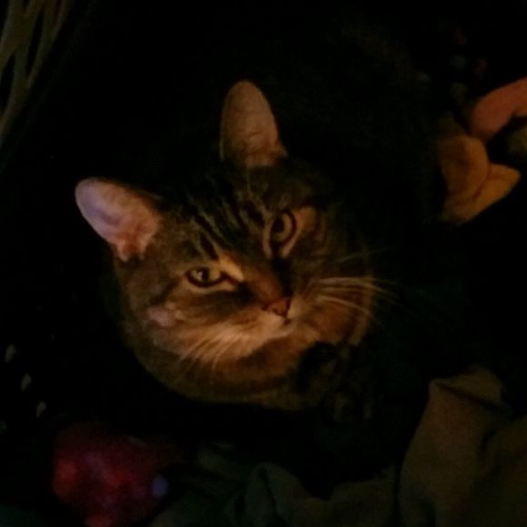 Meet your Posher, Caroline - Picture 1 of 2